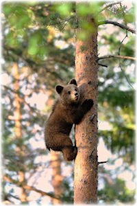 Ein Bär beim Klettern auf einem Nadelbaum.
