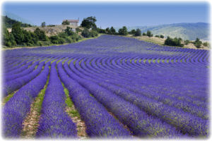 Ein Foto von einem Lavendel-Feld in Frankreich