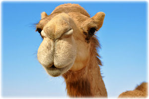 Portraitfoto eines Kamels.