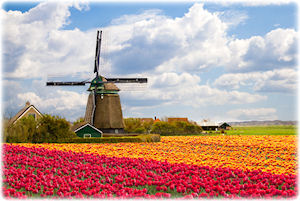 Eine große Windmühle steht bei einem bunten Feld voller Tulpen.