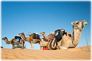 Ein paar Kamele in Tunesien.