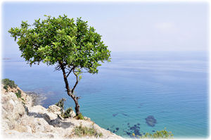 Ein Zitronenbaum steht am Rande einer Klippe zum Meer.